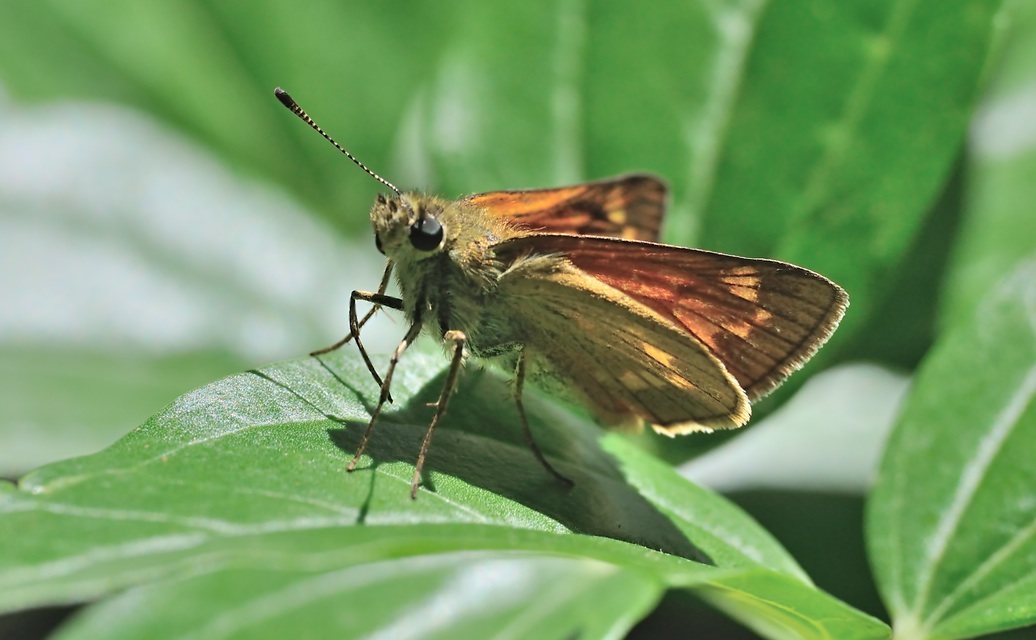 photo A074343, © Adriaan van Os, Coustouges 08-07-2023, altitudo 800 m, Ochlodes sylvanus