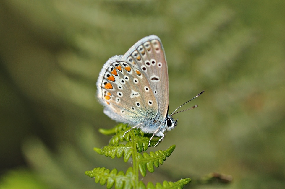 photo B033645, © Adriaan van Os, Corsavy 24-08-2017, altitude 1300 m, ♂ Polyommatus icarus