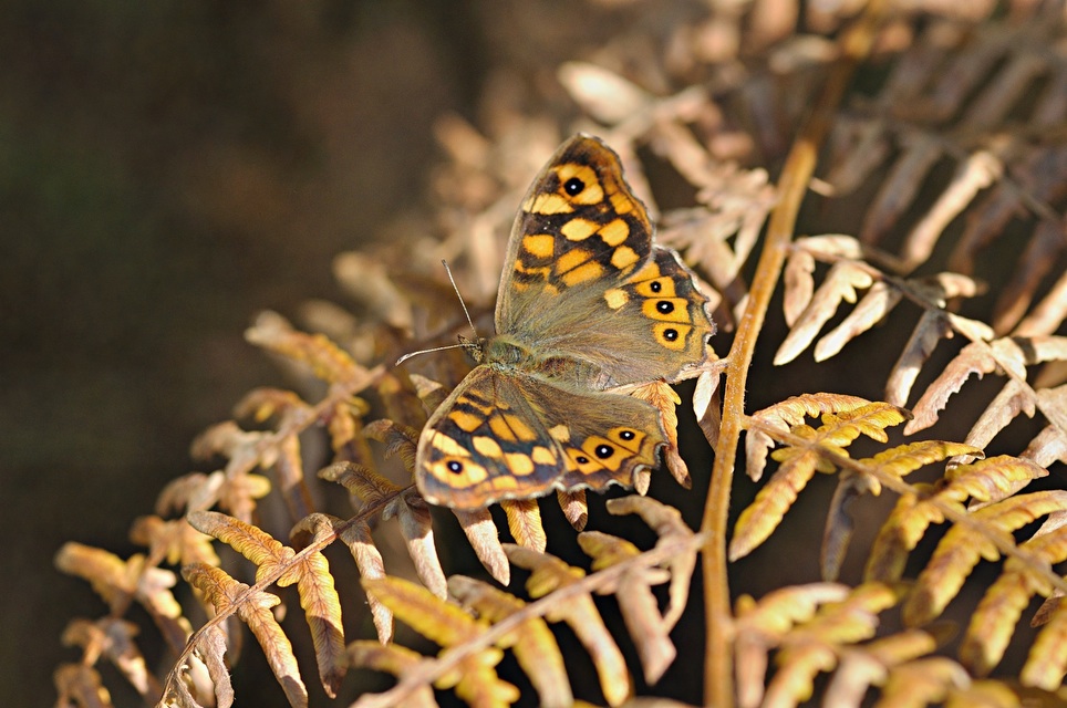 photo B033652, © Adriaan van Os, Corsavy 24-08-2017, altitude 1300 m, ♀ Pararge aegeria