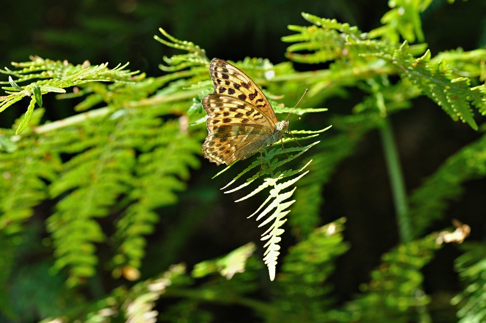 photo B033675, © Adriaan van Os, Corsavy 24-08-2017, altitude 1300 m, ♀ Argynnis paphia valezina