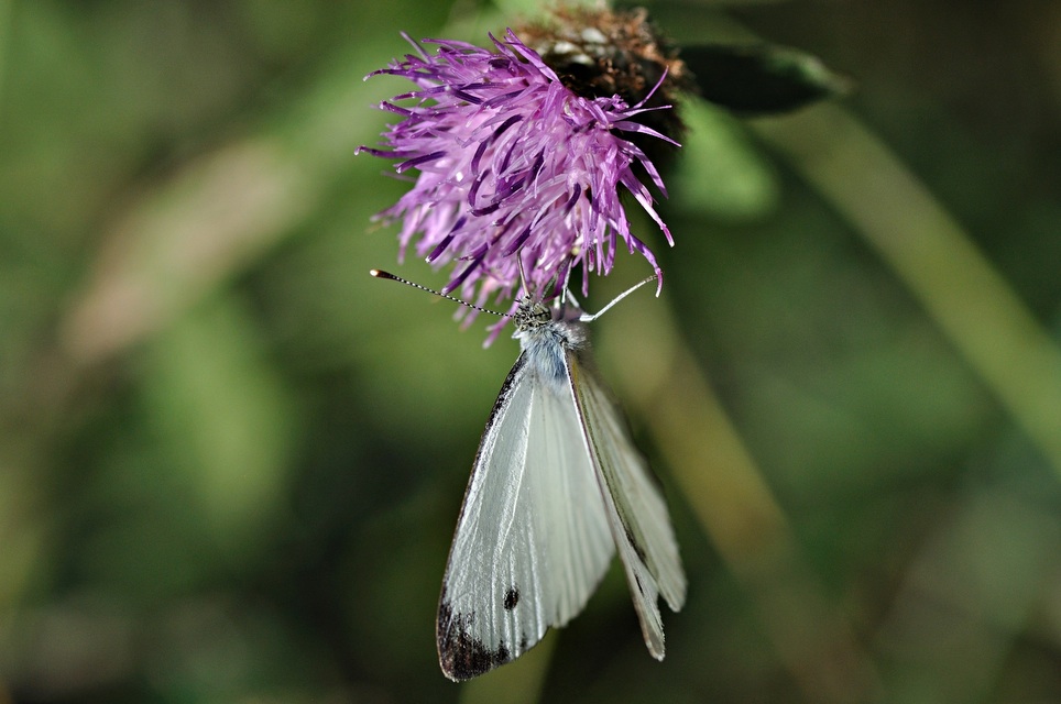 foto B033849, © Adriaan van Os, Corsavy 24-08-2017, altitud 1300 m, ♂ Pieris napi ?