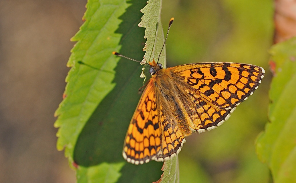 photo B034099, © Adriaan van Os, Montferrer 24-08-2017, altitudo 800 m, Melitaea parthenoides