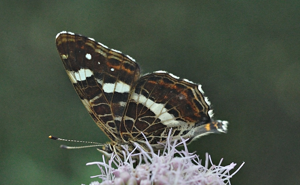 foto B034401, © Adriaan van Os, Prats-de-Mollo (tamb es troba a Cortsavi-Montferrer) 28-08-2017, altitud 900 m, Araschnia levana