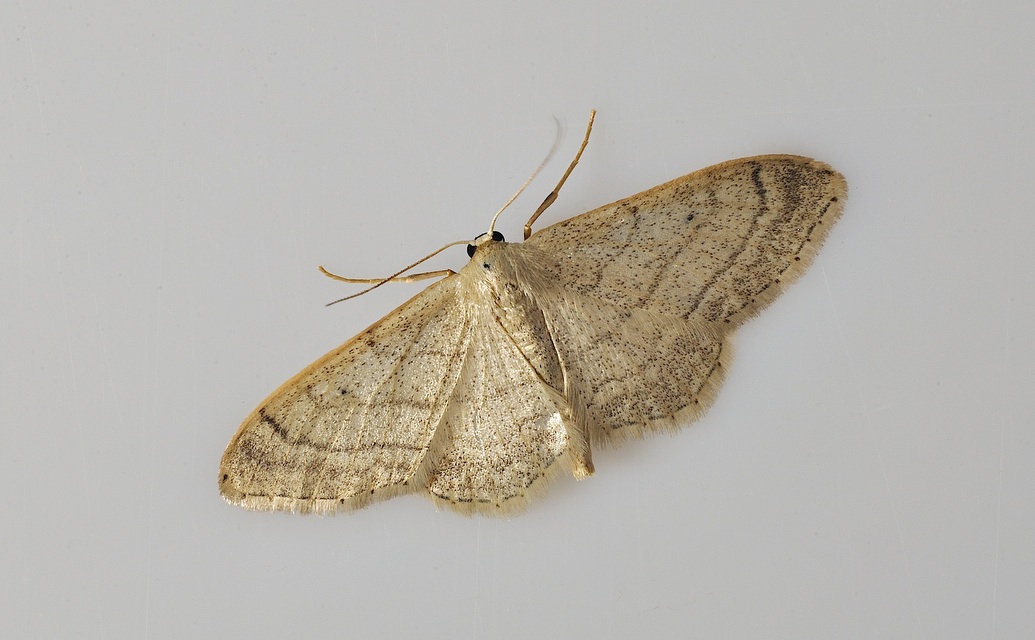 foto B035455, © Adriaan van Os, Corsavy 30-08-2017, altitud 800 m, Idaea deversaria ?