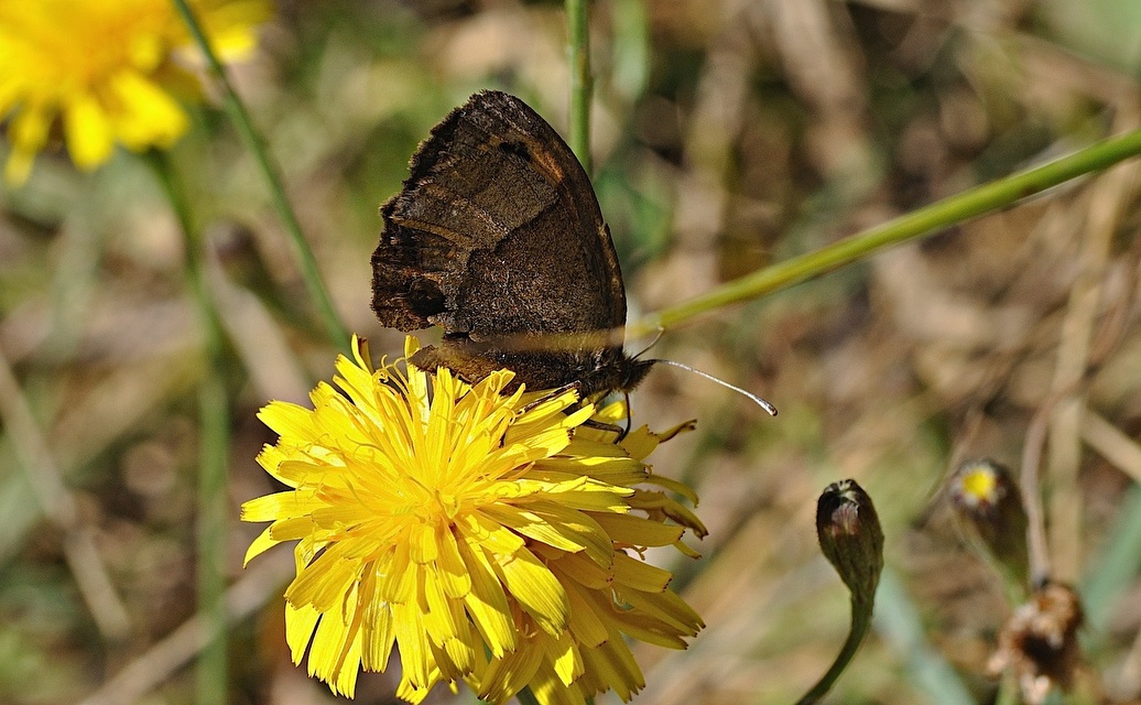 photo B036102, © Adriaan van Os, Corsavy 02-09-2017, altitude 1400 m, ♂ Erebia neoridas ?