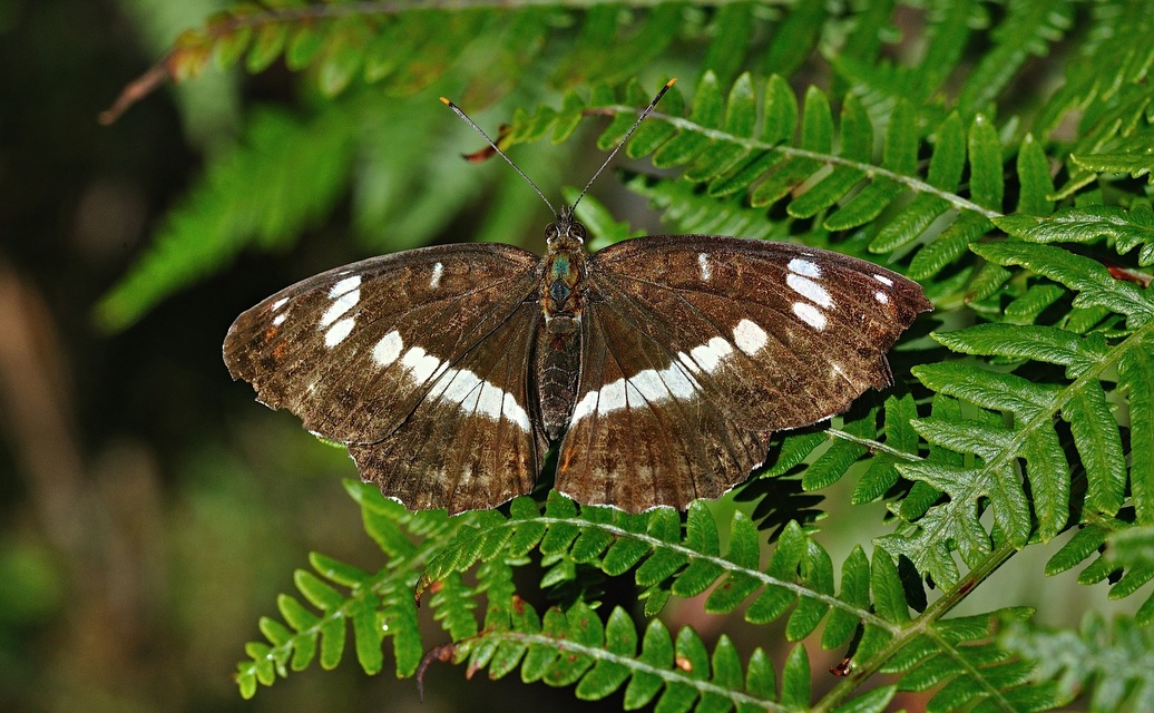 photo B036108, © Adriaan van Os, Corsavy 05-09-2017, altitude 1300 m, Limenitis camilla