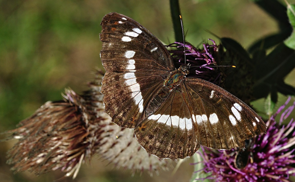 photo B036129, © Adriaan van Os, Corsavy 05-09-2017, altitude 1300 m, Limenitis camilla