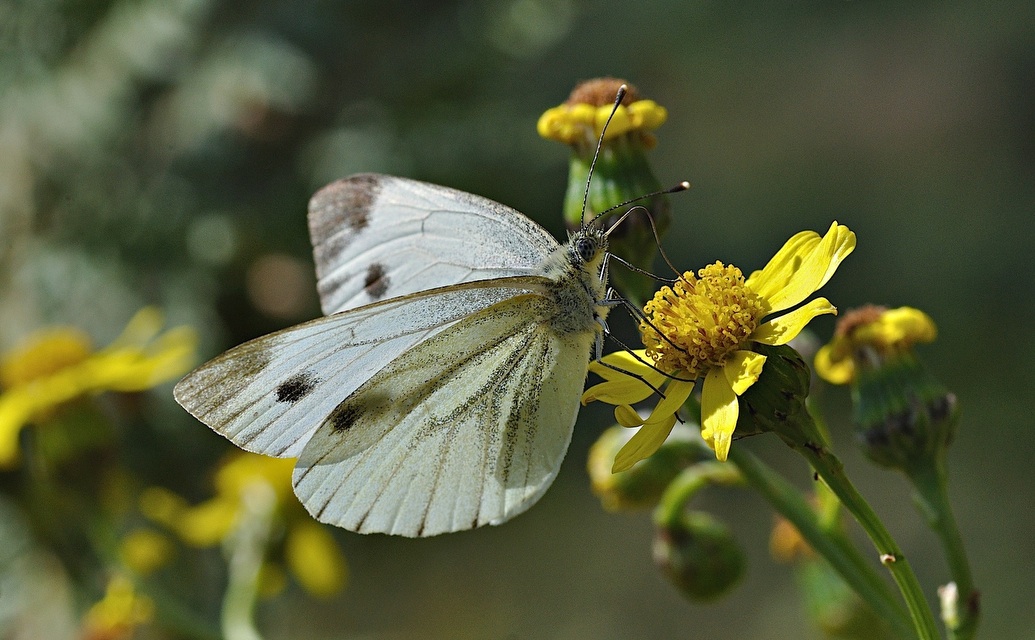 foto B036237, © Adriaan van Os, Corsavy 05-09-2017, altitud 1300 m, ♀ Pieris napi