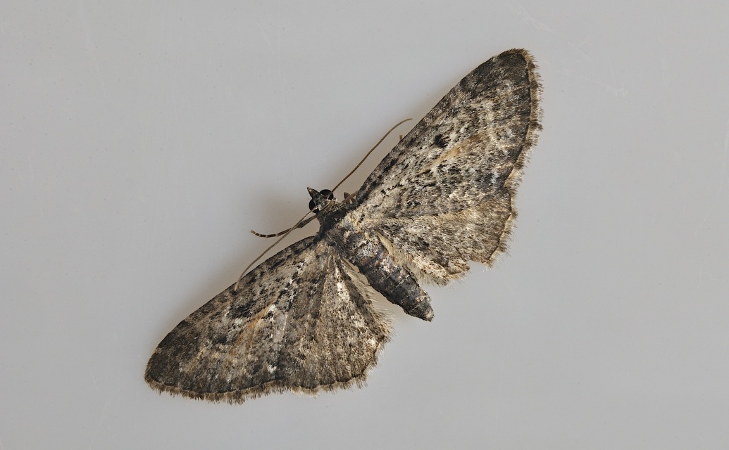 foto B036375, © Adriaan van Os, Corsavy 05-09-2017, altitud 800 m, Eupithecia lariciata