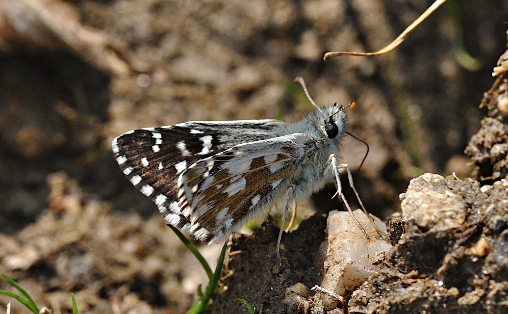 foto B036538, © Adriaan van Os, Corsavy 07-09-2017, hoogte 1400 m, Pyrgus armoricanus