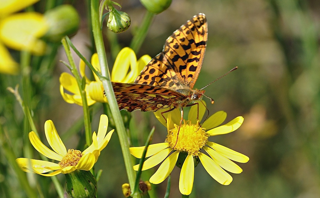 photo B036605, © Adriaan van Os, Corsavy 07-09-2017, altitude 1400 m, Boloria dia