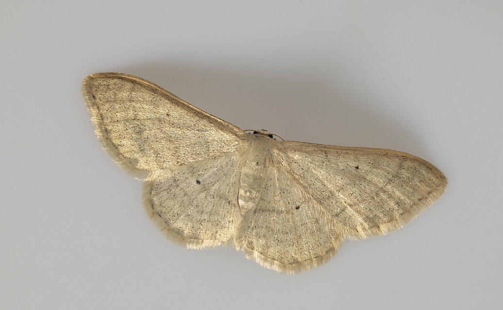 photo B036937, © Adriaan van Os, Corsavy 12-09-2017, altitude 800 m, Idaea straminata