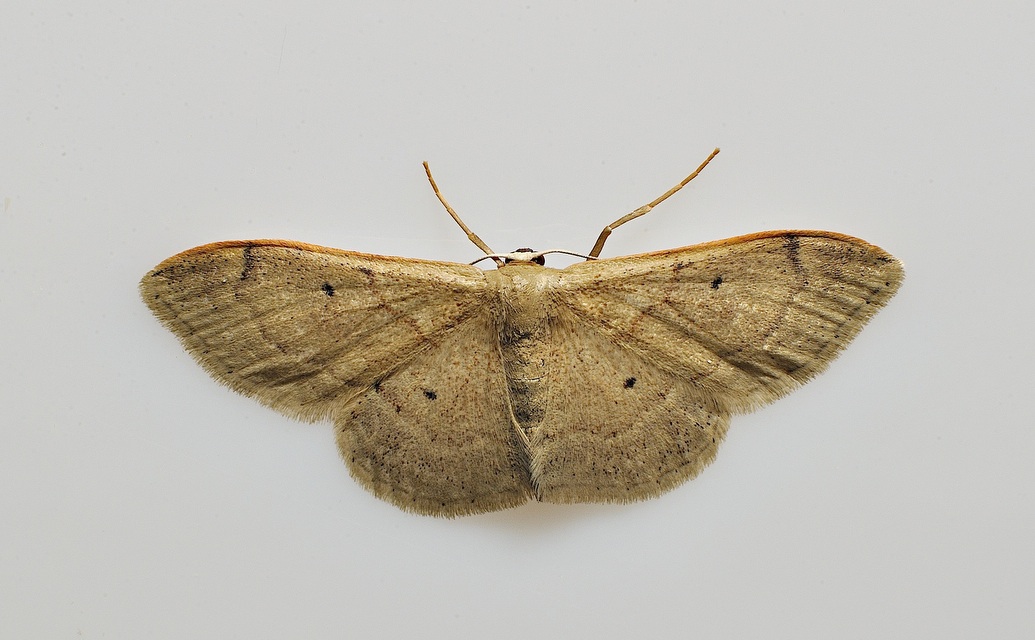 foto B038562, © Adriaan van Os, Corsavy 23-09-2017, hoogte 800 m, Idaea degeneraria