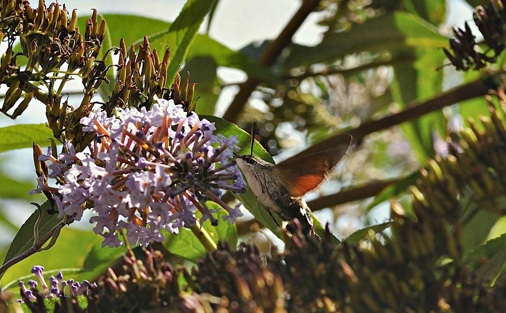 foto B038617, © Adriaan van Os, Corsavy 24-09-2017, hoogte 800 m, Macroglossum stellatarum