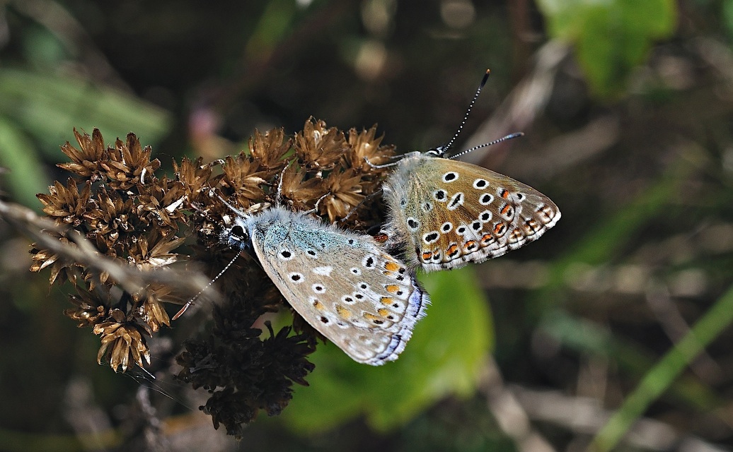 photo B039316, © Adriaan van Os, Corsavy 07-10-2017, altitude 950 m, Polyommatus bellargus, mating