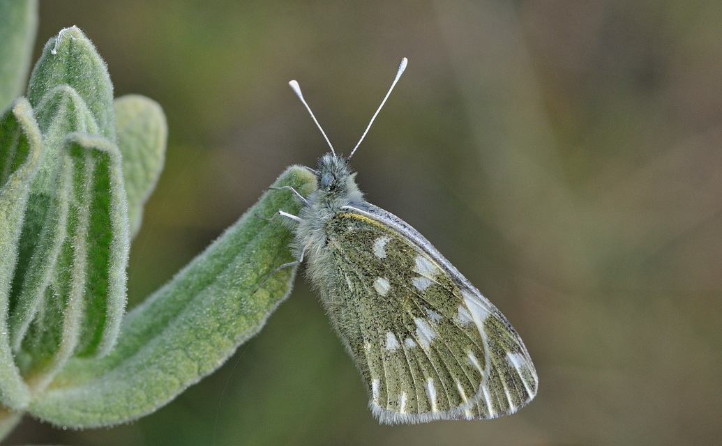 photo B040218, © Adriaan van Os, Beniali, Spanje 30-01-2018, altitude 600 m, ♀ Pontia daplidice