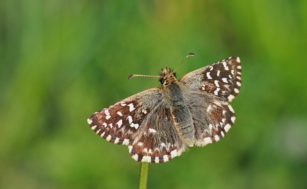 foto B042244, © Adriaan van Os, Corsavy 17-05-2018, hoogte 800 m, ♀ Pyrgus malvoides