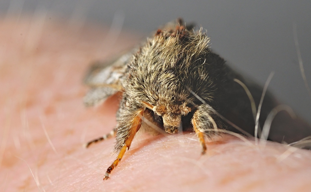 foto B042321, © Adriaan van Os, Corsavy 17-05-2018, hoogte 800 m, Peridea anceps