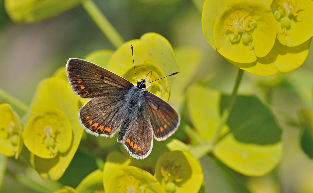 foto B042724, © Adriaan van Os, Corsavy 21-05-2018, altitud 800 m, Aricia artaxerxes