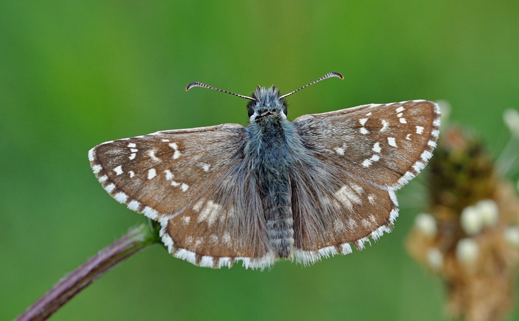 foto B042871, © Adriaan van Os, Corsavy 22-05-2018, hoogte 800 m, ♂ Pyrgus armoricanus