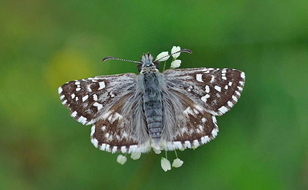 foto B042907, © Adriaan van Os, Corsavy 22-05-2018, hoogte 800 m, Pyrgus malvoides