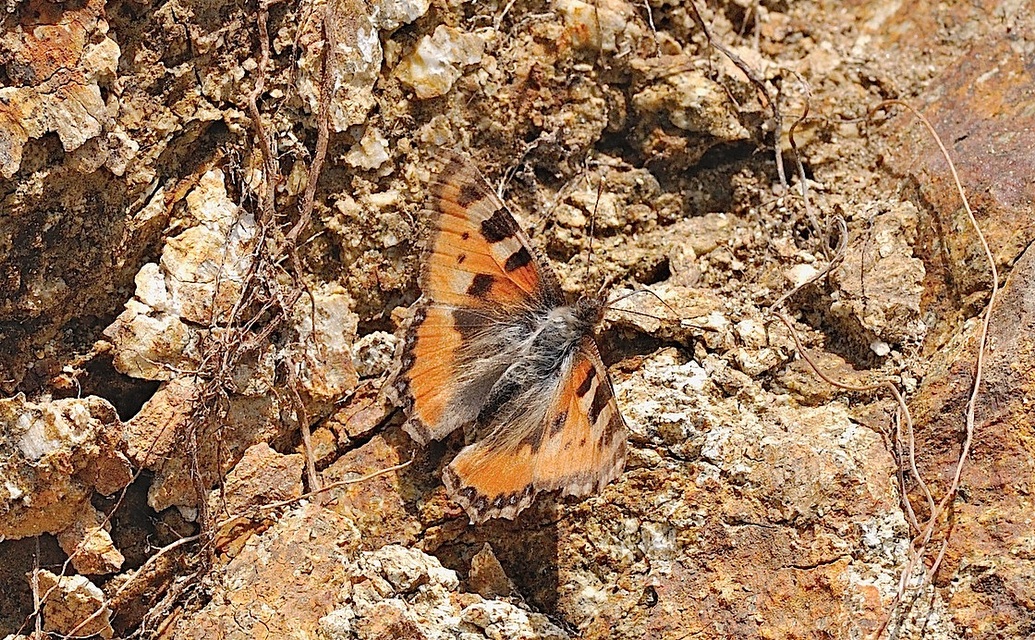 foto B043008, © Adriaan van Os, Corsavy 24-05-2018, hoogte 1300 m, Aglais urticae