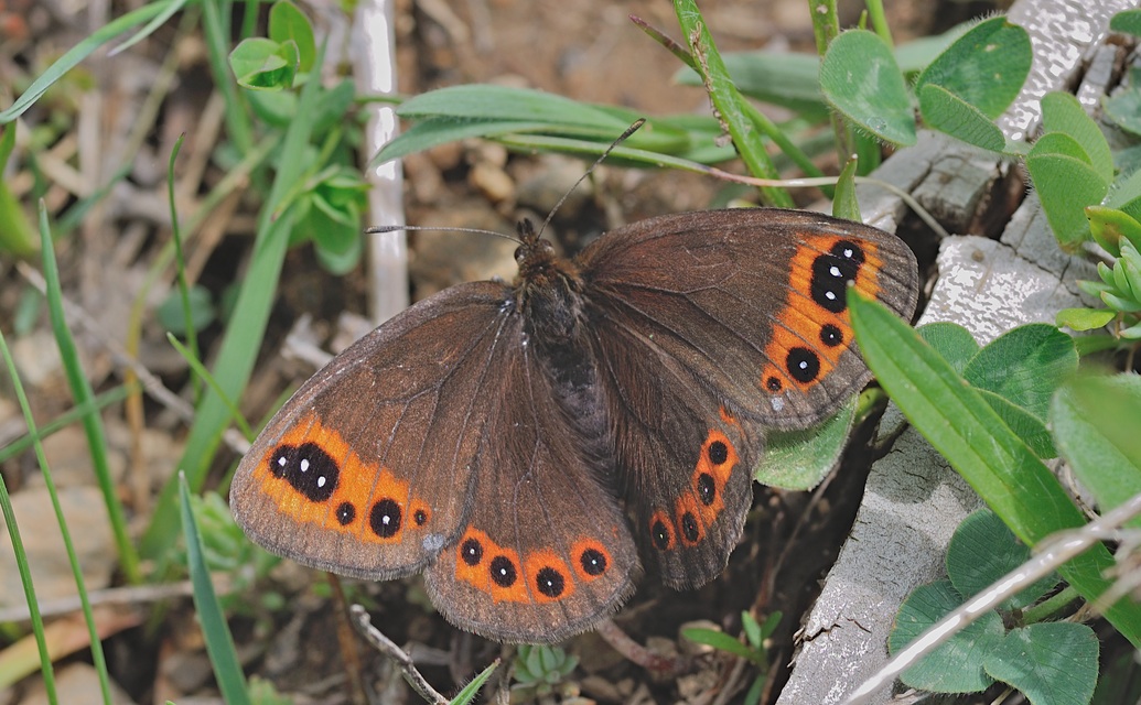 foto B043032, © Adriaan van Os, Corsavy 24-05-2018, altitud 1300 m, Erebia triaria