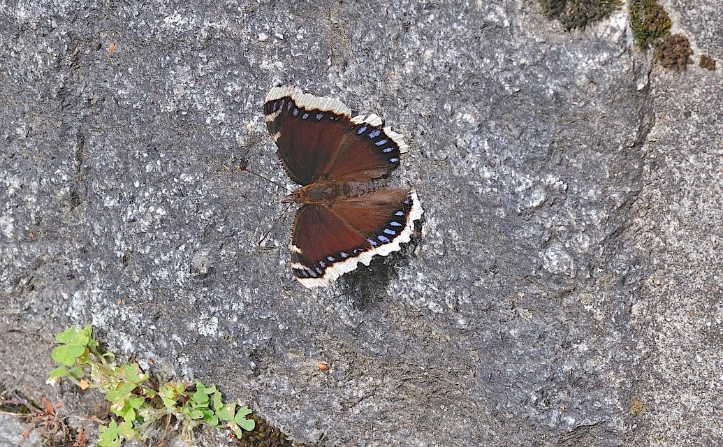 photo B043152, © Adriaan van Os, Corsavy 27-05-2018, altitude 1100 m, Nymphalis antiopa