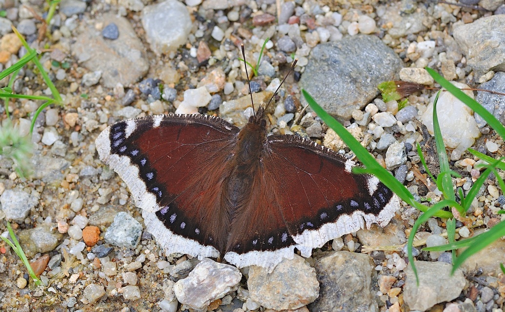 photo B043258, © Adriaan van Os, Corsavy 27-05-2018, altitude 1100 m, Nymphalis antiopa