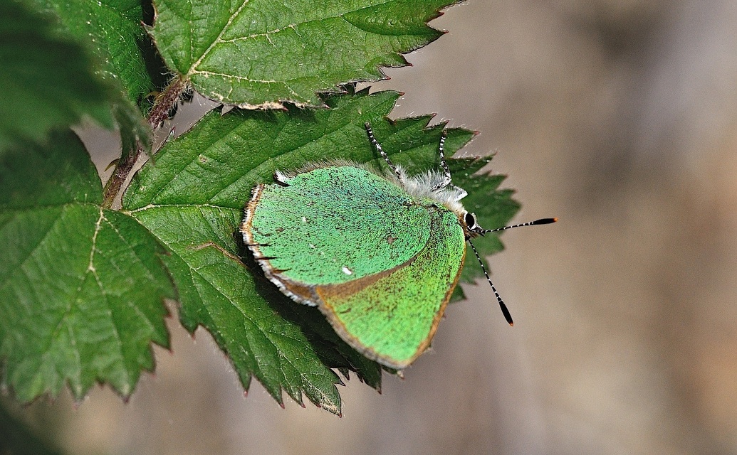 foto B043305, © Adriaan van Os, Corsavy 27-05-2018, hoogte 1300 m, Callophrys rubi