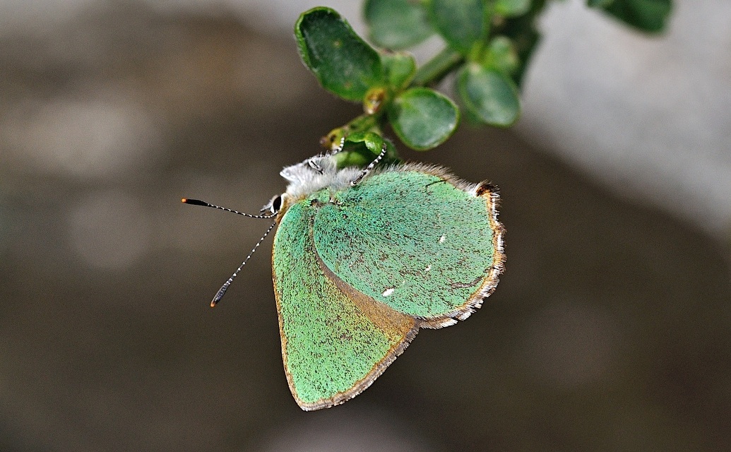 foto B043335, © Adriaan van Os, Corsavy 27-05-2018, hoogte 1300 m, Callophrys rubi