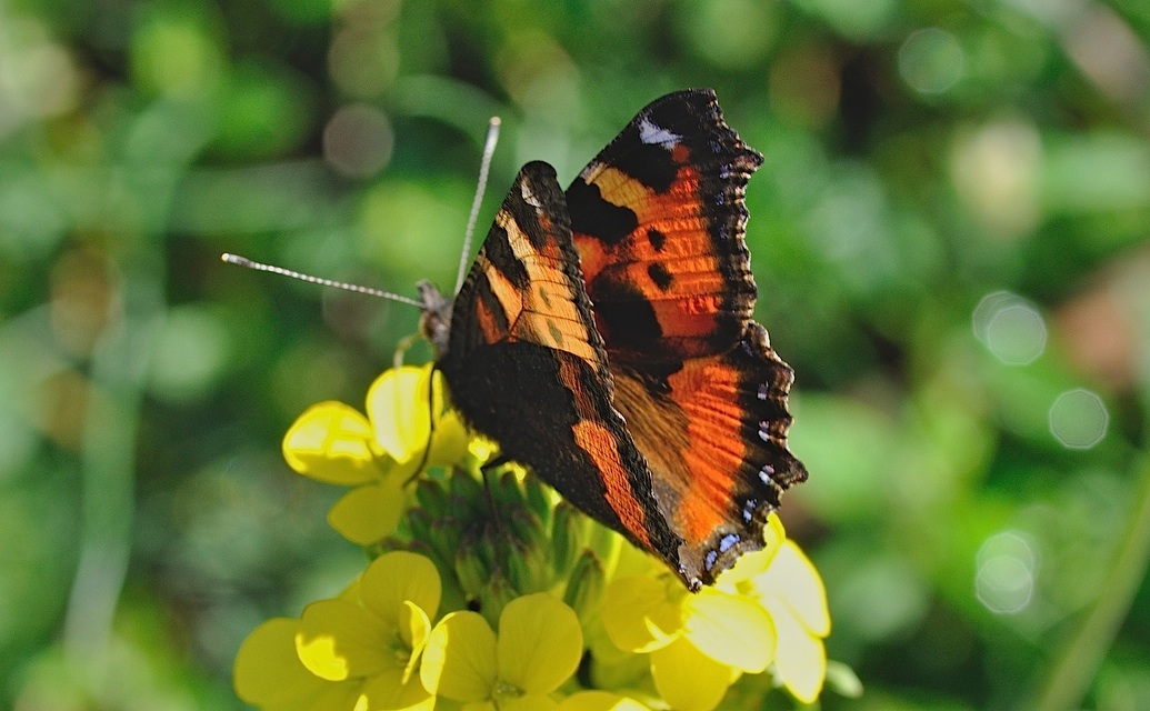 foto B045169, © Adriaan van Os, Corsavy 08-06-2018, hoogte 1300 m, Aglais urticae