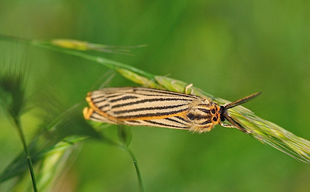 photo B045907, © Adriaan van Os, Corsavy 16-06-2018, altitude 800 m, Coscinia striata