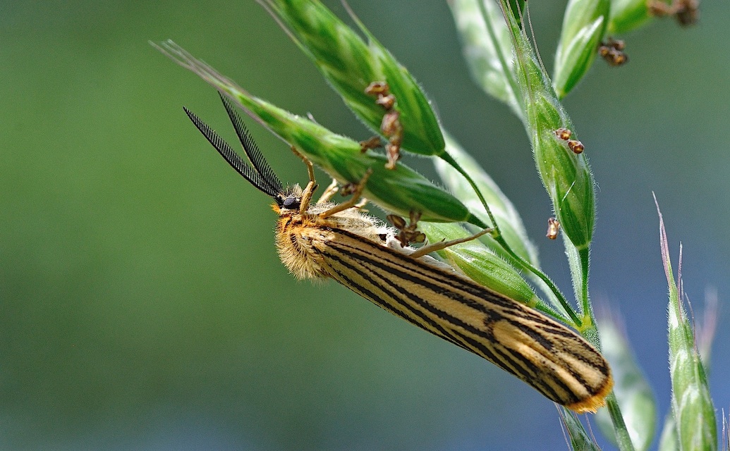 foto B045949, © Adriaan van Os, Corsavy 16-06-2018, hoogte 800 m, Coscinia striata