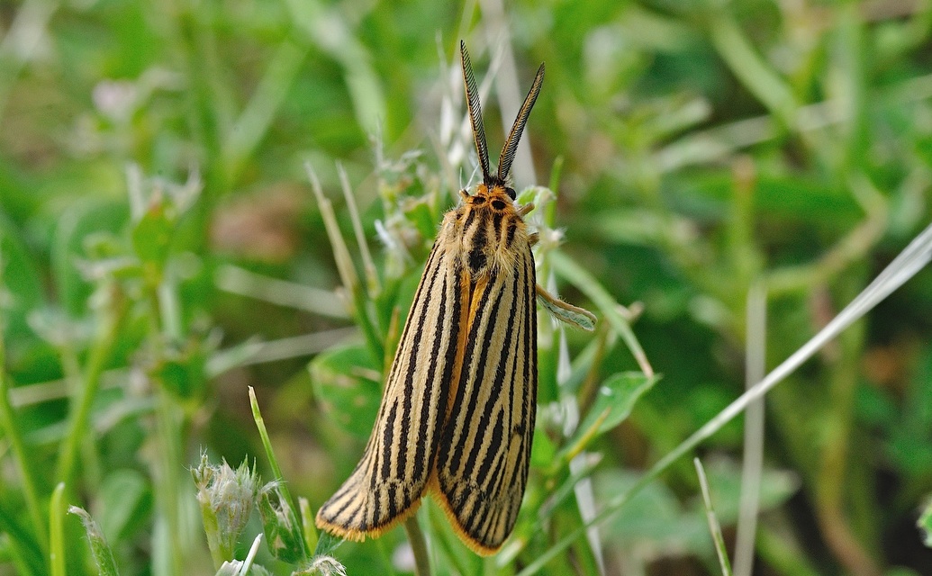 foto B046003, © Adriaan van Os, Corsavy 16-06-2018, altitud 800 m, Coscinia striata