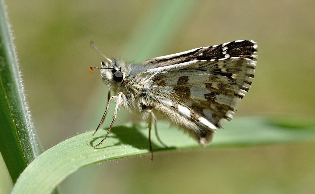 photo B046727, © Adriaan van Os, Corsavy 23-06-2018, altitude 800 m, Pyrgus armoricanus