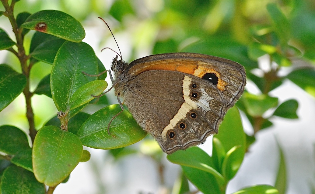 foto B047520, © Adriaan van Os, Montferrer 28-06-2018, hoogte 700 m, ♀ Pyronia bathseba