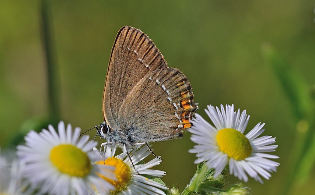 photo B047815, © Adriaan van Os, Montferrer 29-06-2018, altitudo 1000 m, Satyrium esculi