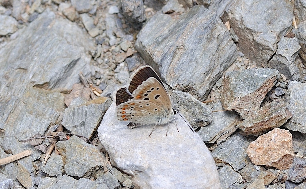 foto B047981, © Adriaan van Os, Montferrer 29-06-2018, altitud 800 m, ♀ Polyommatus dorylas