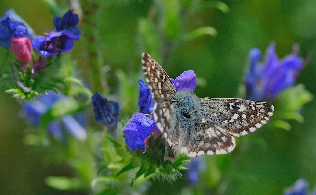 foto B048358, © Adriaan van Os, Corsavy 01-07-2018, hoogte 1350 m, Pyrgus armoricanus