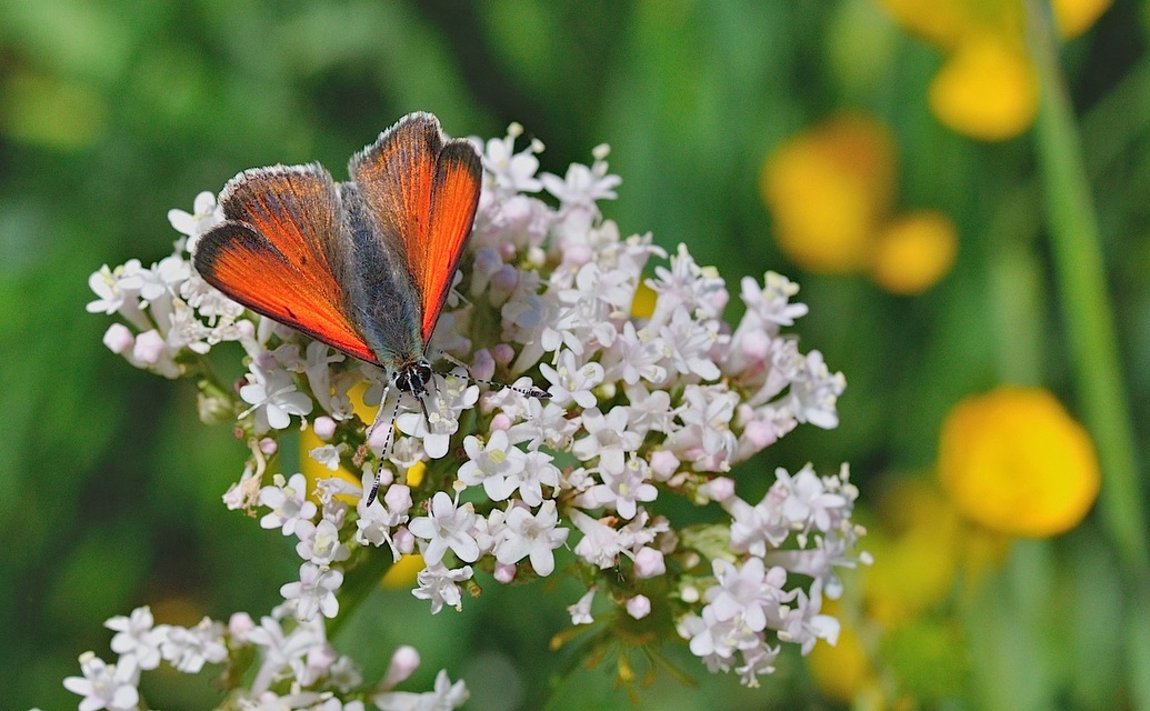 Foto B048559, © Adriaan van Os, Corsavy 01-07-2018, Hhe 1350 m, ♂ Lycaena hippothoe