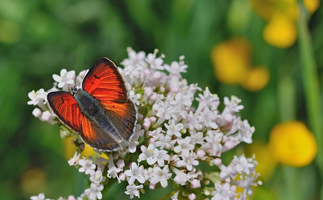 foto B048565, © Adriaan van Os, Corsavy 01-07-2018, hoogte 1350 m, ♂ Lycaena hippothoe