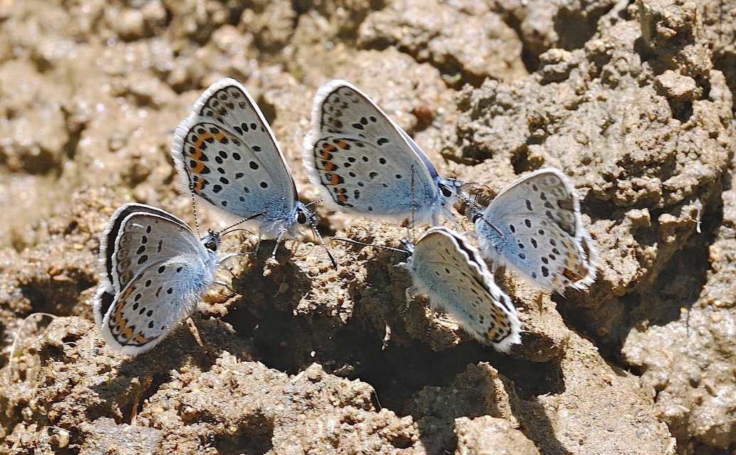 foto B048785, © Adriaan van Os, Corsavy 01-07-2018, hoogte 1350 m, ♂ Plebejus argus