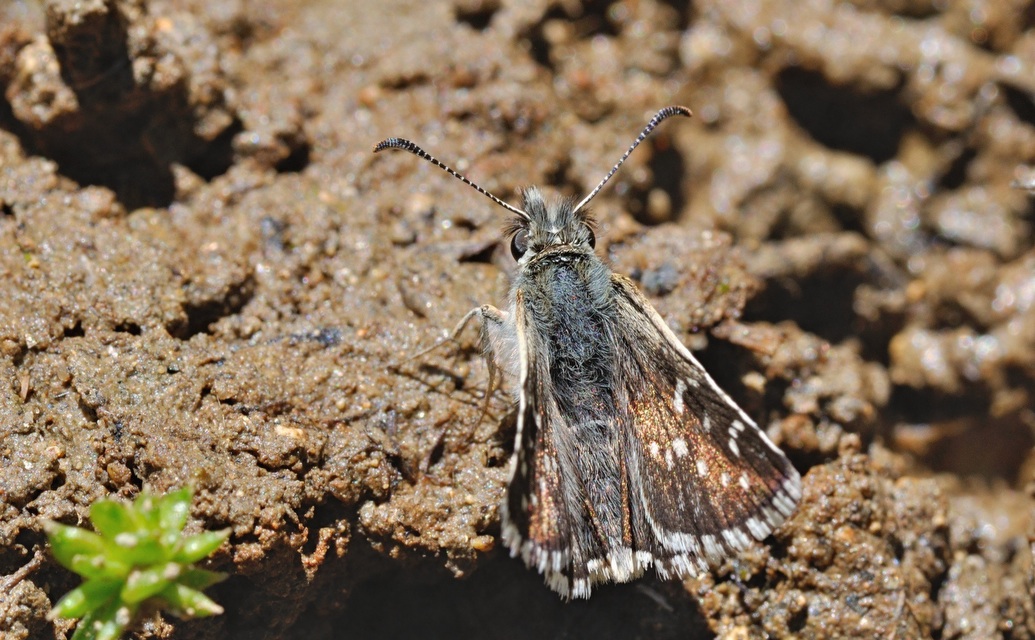 photo B048823, © Adriaan van Os, Corsavy 01-07-2018, altitudo 1350 m, ♂ Pyrgus serratulae ?