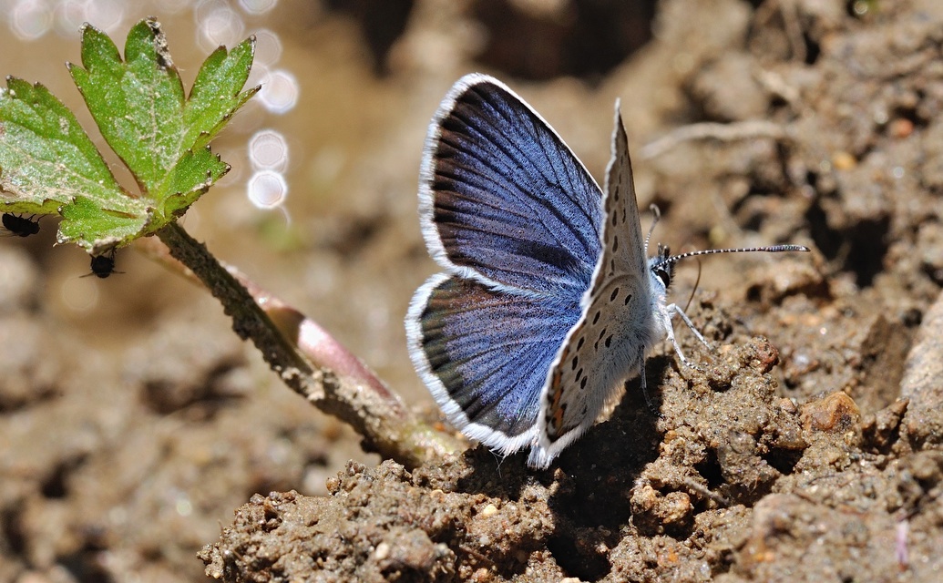 foto B048863, © Adriaan van Os, Corsavy 01-07-2018, hoogte 1350 m, ♂ Plebejus argus