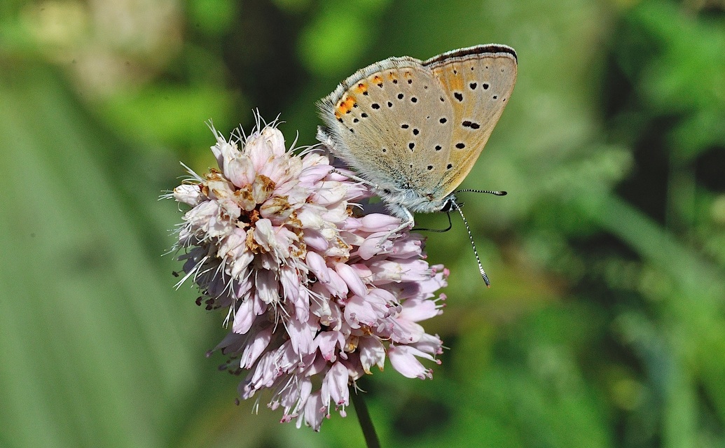 foto B048982, © Adriaan van Os, Corsavy 01-07-2018, hoogte 1350 m, ♂ Lycaena hippothoe