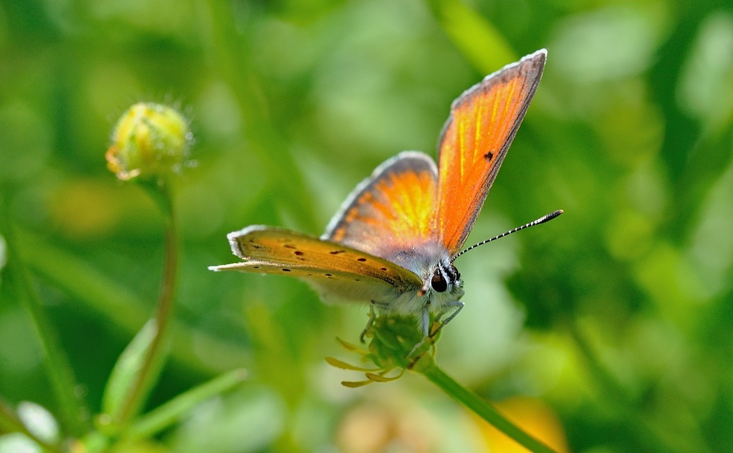 foto B049466, © Adriaan van Os, Corsavy 04-07-2018, hoogte 1350 m, ♂ Lycaena hippothoe