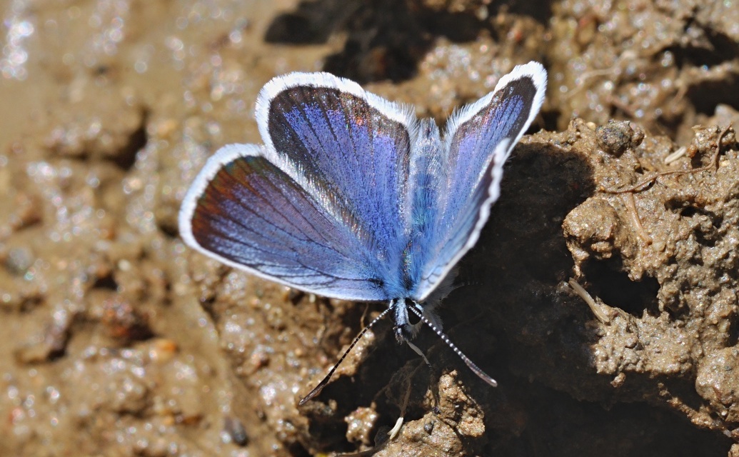 foto B049517, © Adriaan van Os, Corsavy 04-07-2018, hoogte 1350 m, ♂ Plebejus argus