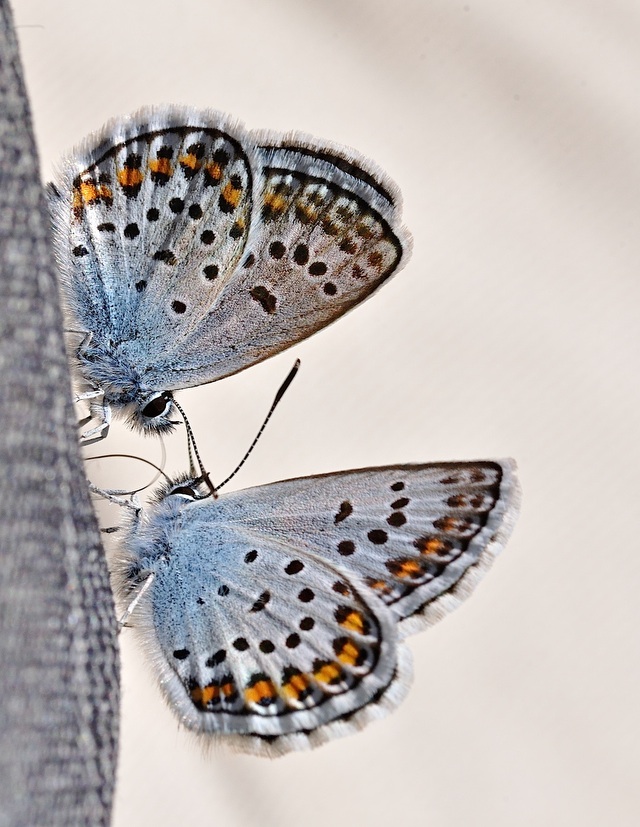 foto B049564, © Adriaan van Os, Corsavy 04-07-2018, altitud 1350 m, ♂ Plebejus argus
