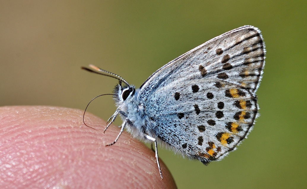 foto B049789, © Adriaan van Os, Corsavy 04-07-2018, hoogte 1350 m, ♂ Plebejus argus